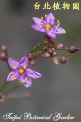 土人參，花序的圖片
