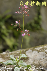 土人參，全株生態的圖片