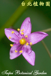 土人參，花朵特寫的圖片