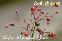 土人參，果實的圖片