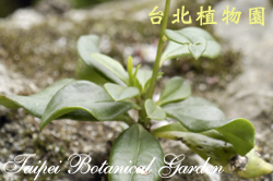 土人參，葉子的圖片