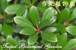 厚皮香，葉子的圖片