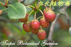 厚皮香，果實的圖片