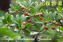 厚皮香，果實與葉子的圖片