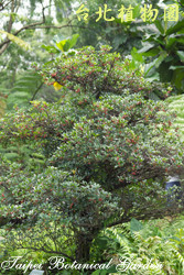 厚皮香，樹的圖片