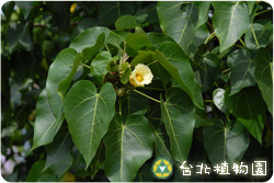 繖楊，花朵與葉子的圖片