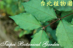 立鶴花，葉子的圖片