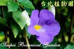 立鶴花，花朵的圖片