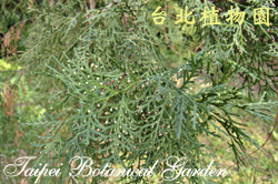 側柏，葉子的照片