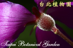 豔紫野牡丹，花朵的圖片