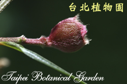 豔紫野牡丹，花苞的圖片