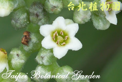 白水木，花朵的圖片