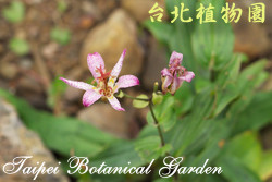 臺灣油點草，花朵的圖片