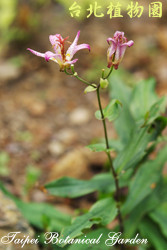 臺灣油點草，花朵與莖的圖片