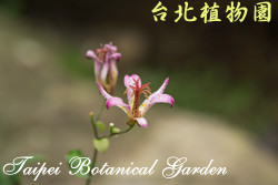 臺灣油點草，花朵的圖片