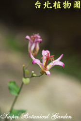 臺灣油點草，花朵的圖片