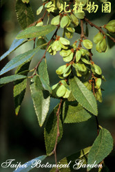 榔榆，葉子的圖片