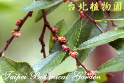 榔榆，花朵與葉子的圖片