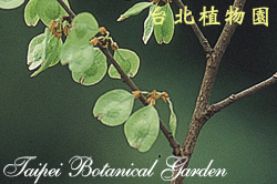 榔榆，果實的圖片