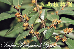 榔榆，花朵與葉子的圖片