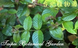 恆春鉤藤，葉子的圖片