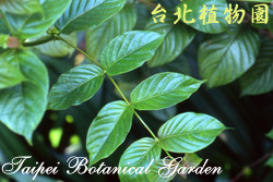 恆春鉤藤，葉子的圖片