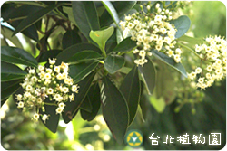 珊瑚樹，花朵的圖片