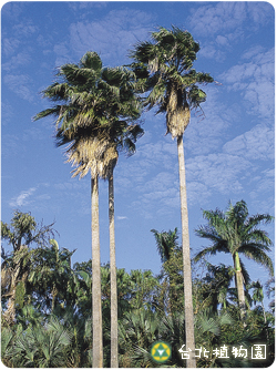 華盛頓棕櫚，全株的圖片