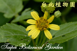 雙花蟛蜞菊，花朵的圖片