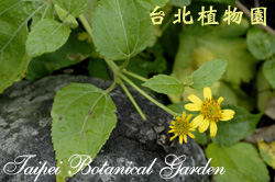 雙花蟛蜞菊，花朵與葉子的圖片