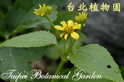 雙花蟛蜞菊，花朵與葉子的圖片