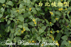 雙花蟛蜞菊，花朵與葉子的圖片