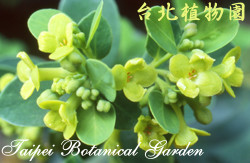 南嶺蕘花，花的圖片