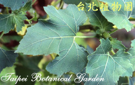 羊帶來，葉子的圖片