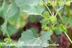 羊帶來，果實的圖片