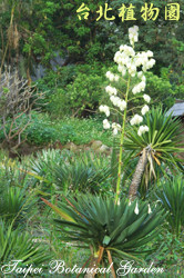 刺葉王蘭，花朵與葉子的圖片