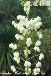 刺葉王蘭，花朵的圖片