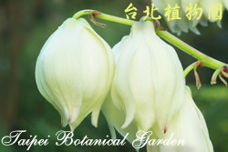 刺葉王蘭，花朵的圖片