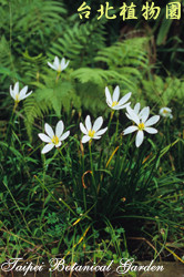 蔥蘭，花朵的圖片