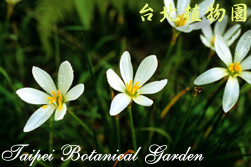 蔥蘭，花朵的圖片