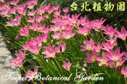 韭蘭，花朵的圖片