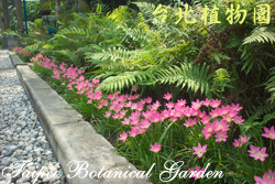 韭蘭，一整排花朵的圖片