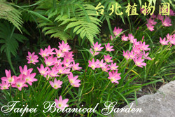 韭蘭，花朵與葉子的圖片