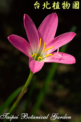 韭蘭，花朵的圖片