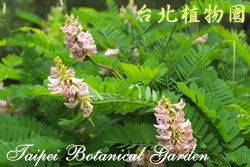 雞母珠，花朵的圖片