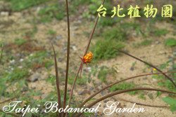 松毬鳳梨，果實的圖片