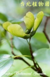 臺灣三角楓，葉子的圖片