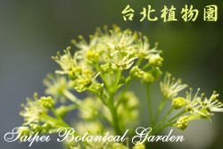 臺灣三角楓，花朵的圖片