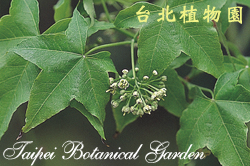 青楓，花朵的圖片