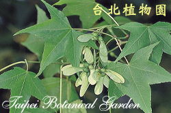 青楓，果實的圖片